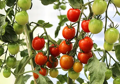 Как правильно удалять листья на томатах? Разбираемся