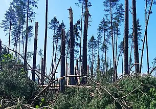 В Беларуси около 2 тысяч гектаров леса пострадало от урагана