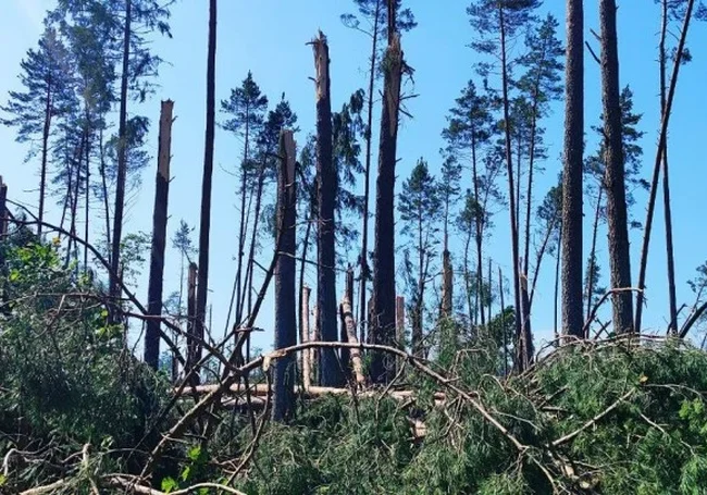 В Беларуси около 2 тысяч гектаров леса пострадало от урагана