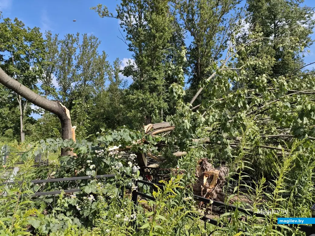 12 июля 2025 года. Могилев. Еврейское кладбище.