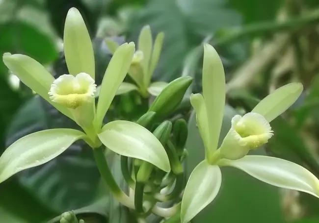 Натуральная ваниль может скоро исчезнуть. Рассказываем почему