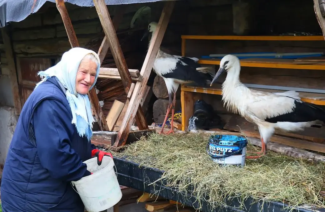 Агрогородок Василишки Щучинского района Гродненской области. 77-летняя Янина Мечеславовна Буракевич спасла аистят и растит их на своем дворе. Фото: Надежда БОГДАН,