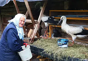 77-летняя белоруска спасла аистят и растит их на своем дворе. Фотофакт