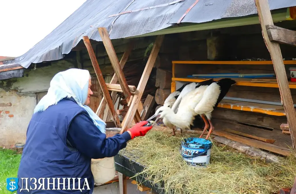 Агрогородок Василишки Щучинского района Гродненской области. 77-летняя Янина Мечеславовна Буракевич спасла аистят и растит их на своем дворе. Фото: Надежда БОГДАН,