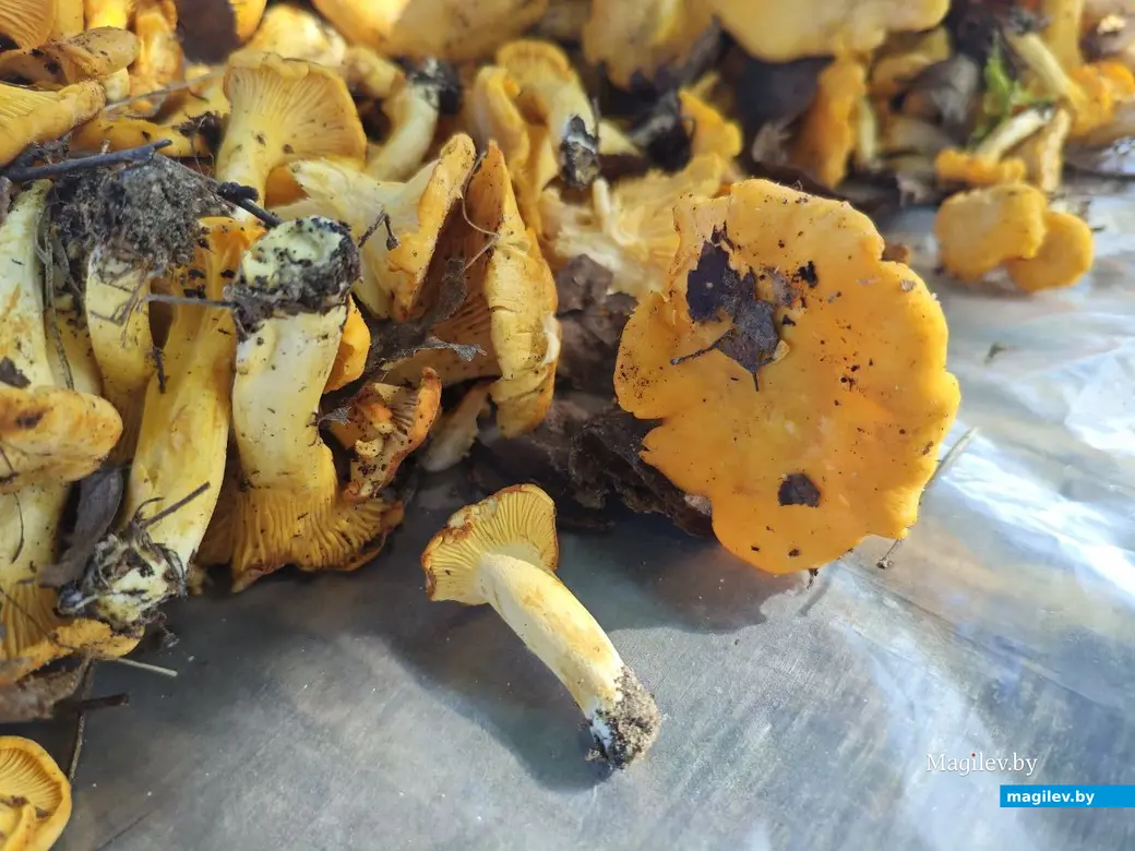 13 июля 2025 года. Грибы лисички. Могилевская область.