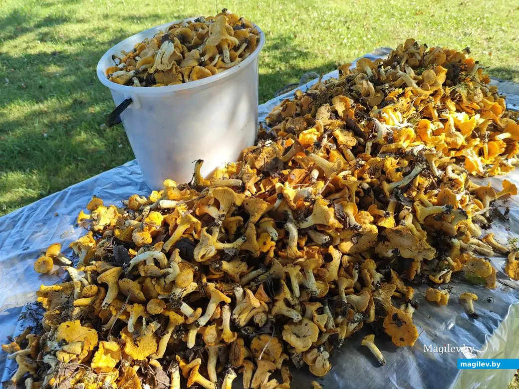 13 июля 2025 года. Грибы. Могилевская область.