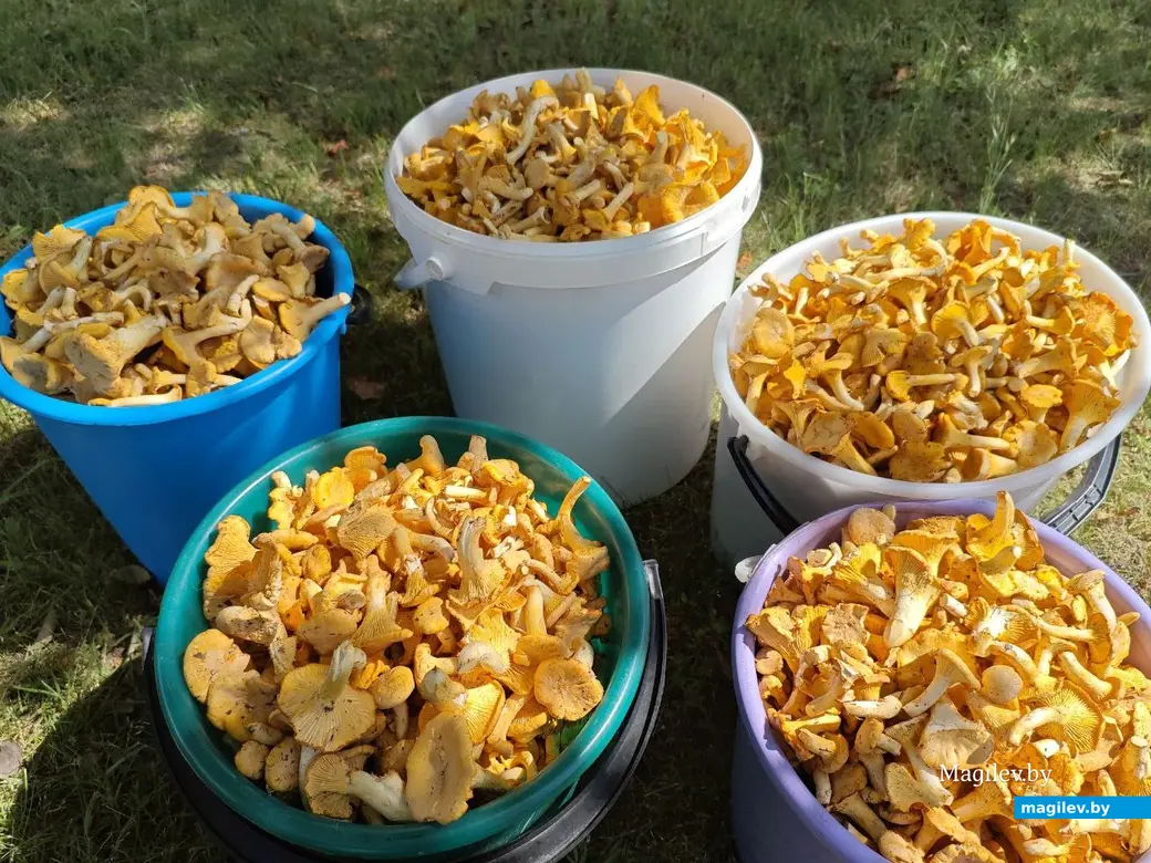 13 июля 2025 года. Грибы. Могилевская область.