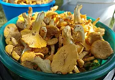 Небывалый урожай грибов лисичек в лесах, а оптовики их скупают по 2 рубля