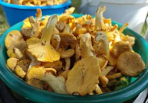 Небывалый урожай грибов лисичек в лесах, а оптовики их скупают по 2 рубля