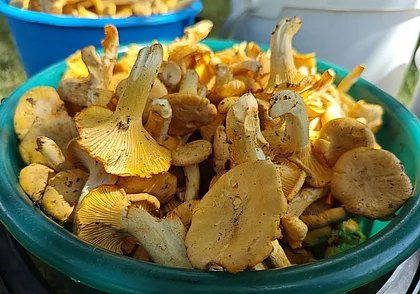 Небывалый урожай грибов лисичек в лесах, а оптовики их скупают по 2 рубля