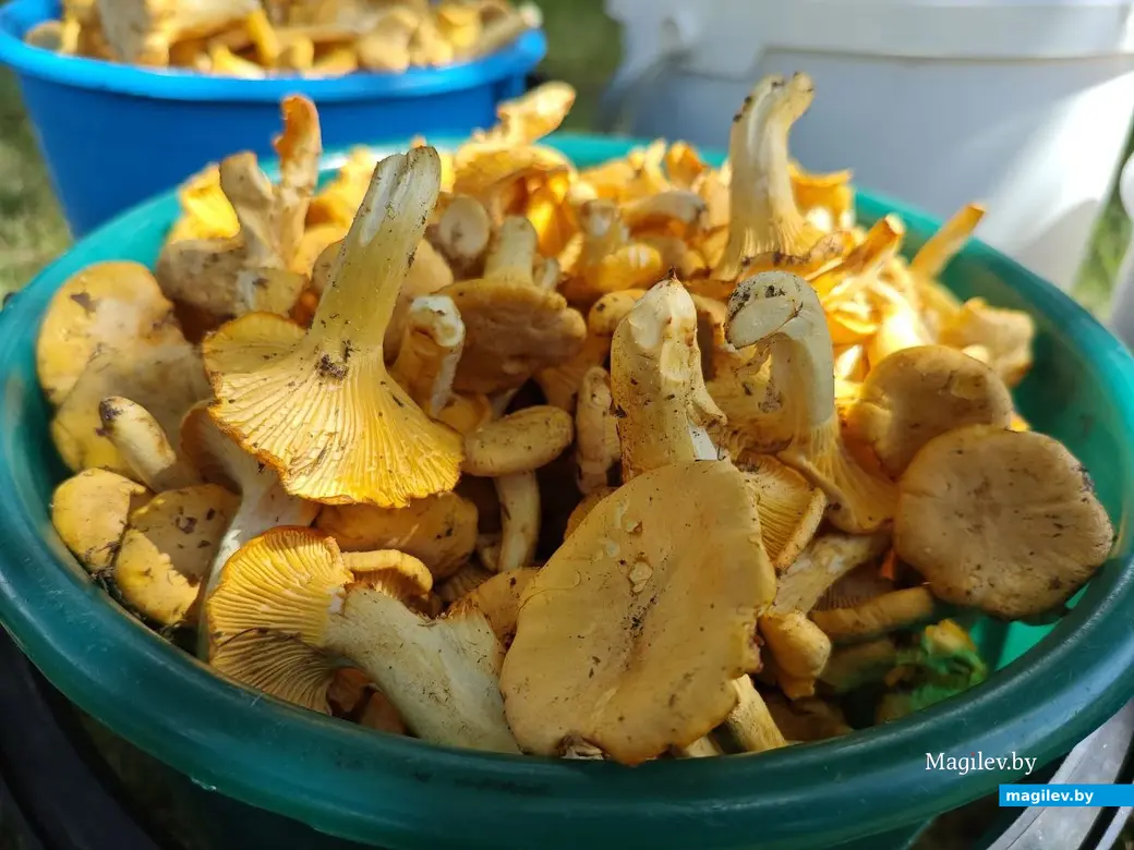 12 июля2025 года. Грибы. Могилевская область.