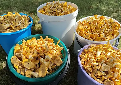 Цена на грибы лисички упала до 3 рублей, но в лесу их, хоть косой коси