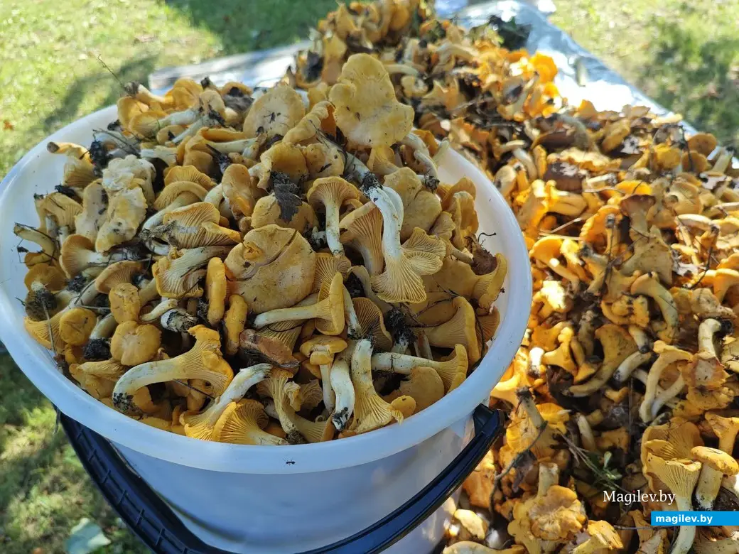 13 июля 2025 года. Грибы лисички. Могилевская область.