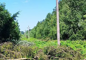 В лесной отрасли Беларуси отменили все массовые мероприятия на июль