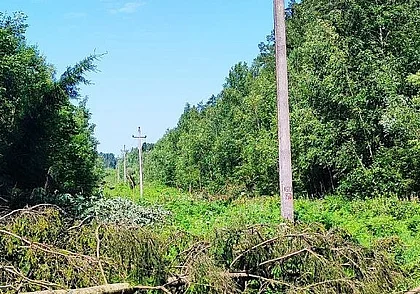 В лесной отрасли Беларуси отменили все массовые мероприятия на июль
