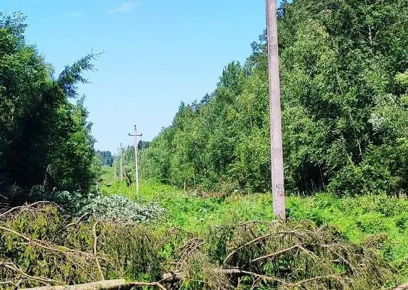 В лесной отрасли Беларуси отменили все массовые мероприятия на июль