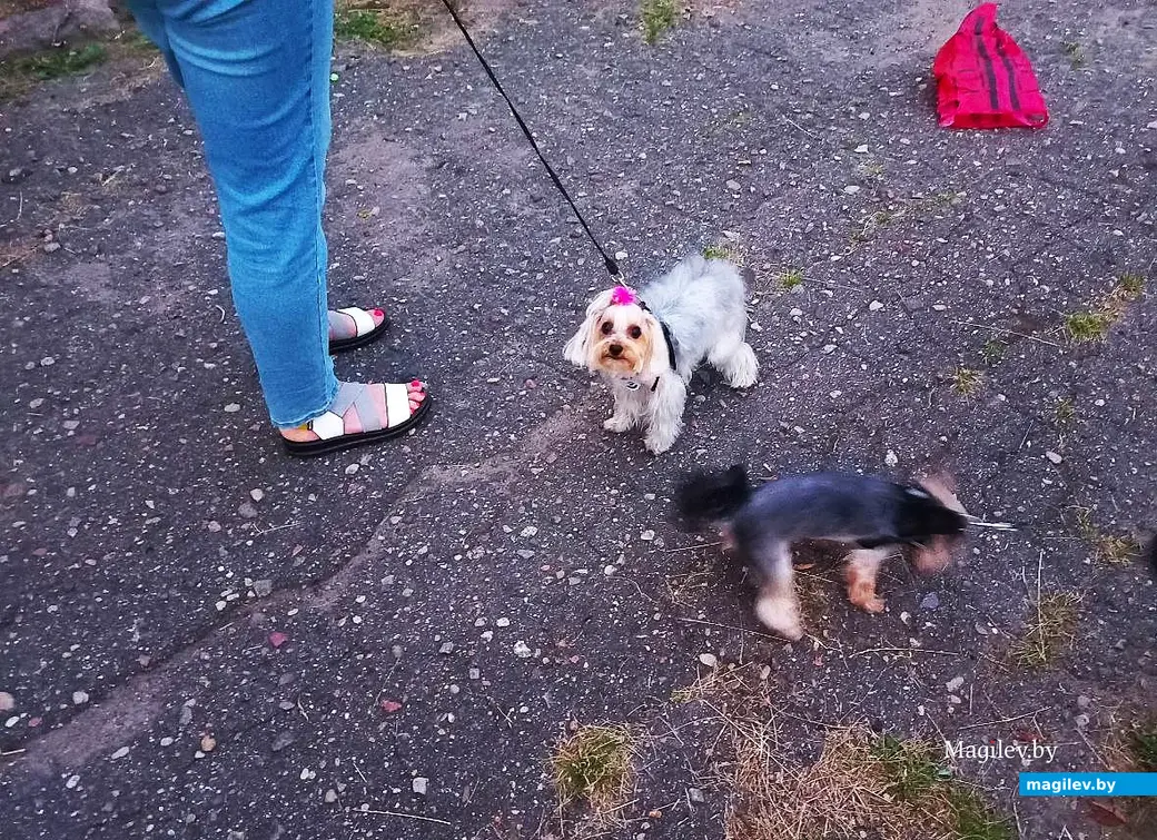 14.07.2025, Могилев, микрорайон Казимировка, яблоневый сад школы № 19. Кино под открытым небом.