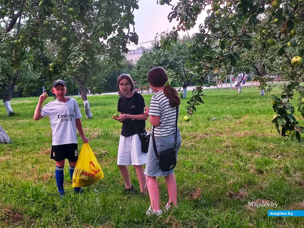 14.07.2025, Могилев, микрорайон Казимировка, яблоневый сад школы № 19. Кино под открытым небом.