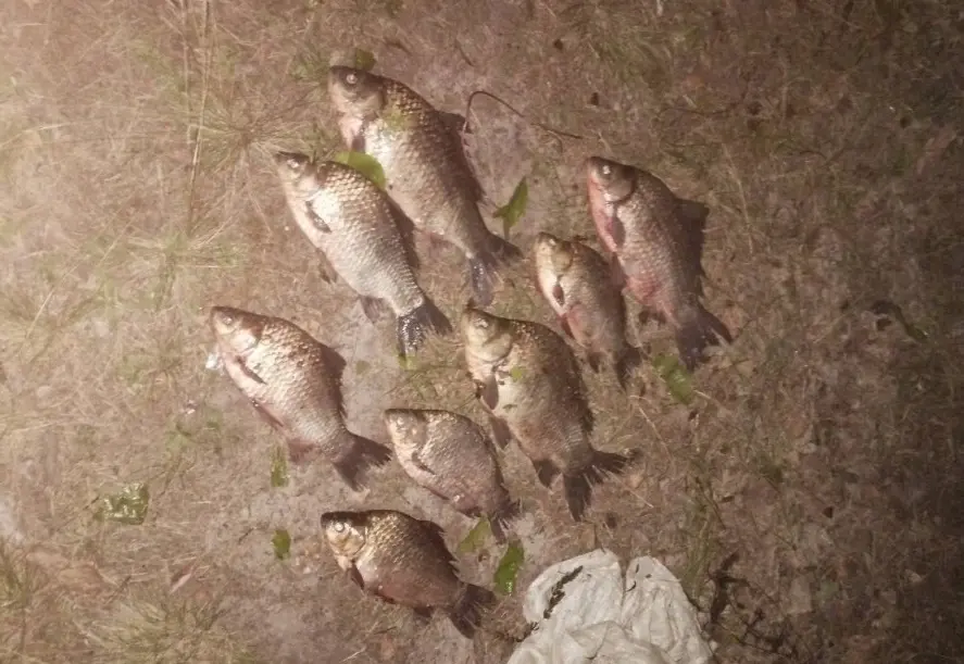 Фото Бобруйской межрайонной инспекции охраны животного и растительного мира