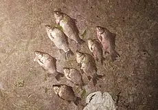 Могилевчанин успел поймать восемь карасей и был задержан бобруйскими природохранниками