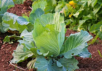 Почему капуста не формирует кочаны? Есть несколько причин