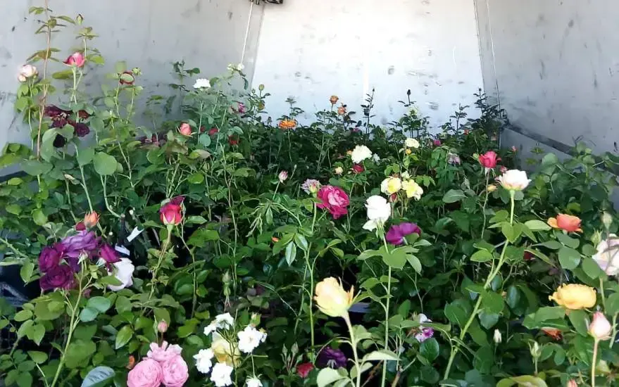 Фото: Россельхознадзор