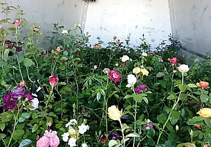 В Россию не пустили партию саженцев роз из Беларуси. Что с ними не так?