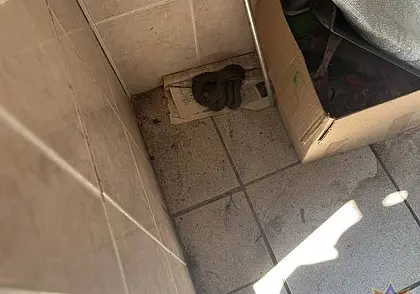 Гадюка заползла в городской туалет в Столине