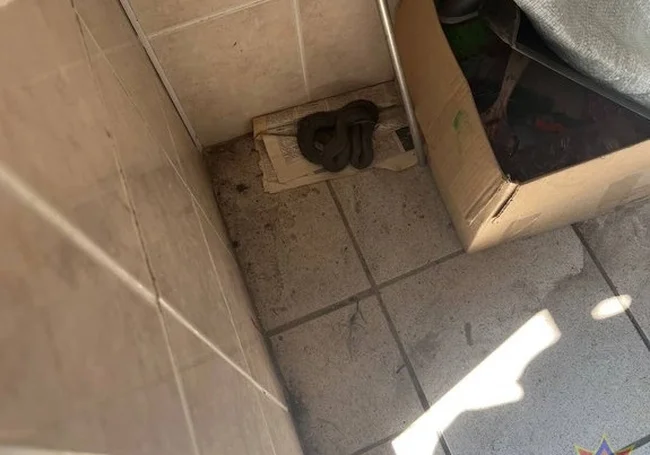 Гадюка заползла в городской туалет в Столине