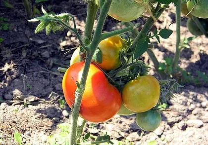 Через день или раз в неделю: как правильно поливать томаты