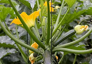 Надо ли удалять цветок со сформировавшегося кабачка?