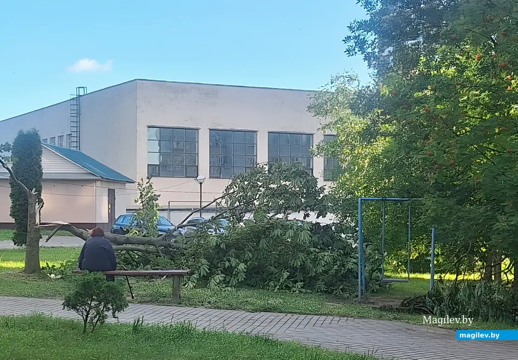 Июль 2025 г. Могилев, центр. Последствия урагана.