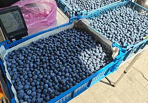 Белорусы, продающие продукцию с огорода, будут по-новому платить налоги