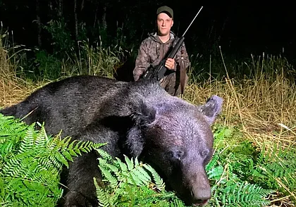 Есть трофей: в Беларуси добыли первого за последние 45 лет медведя