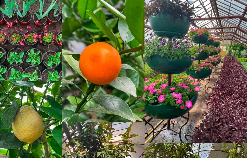 Могилевзеленстрой. Фото сайта предприятия.