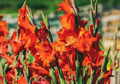 Готовим гладиолусы к хранению