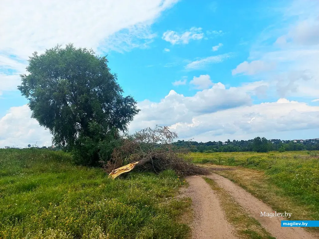 Июль 2025 года, Могилев. Поваленное ураганом дерево по дороге к заливу на Днепре, где произошли трагические события 1979 года.