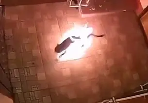 В российской Махачкале подростки подожгли котенка в подъезде жилого дома