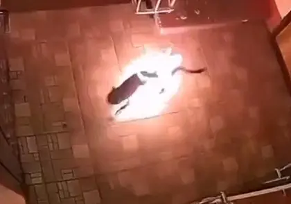 В российской Махачкале подростки подожгли котенка в подъезде жилого дома