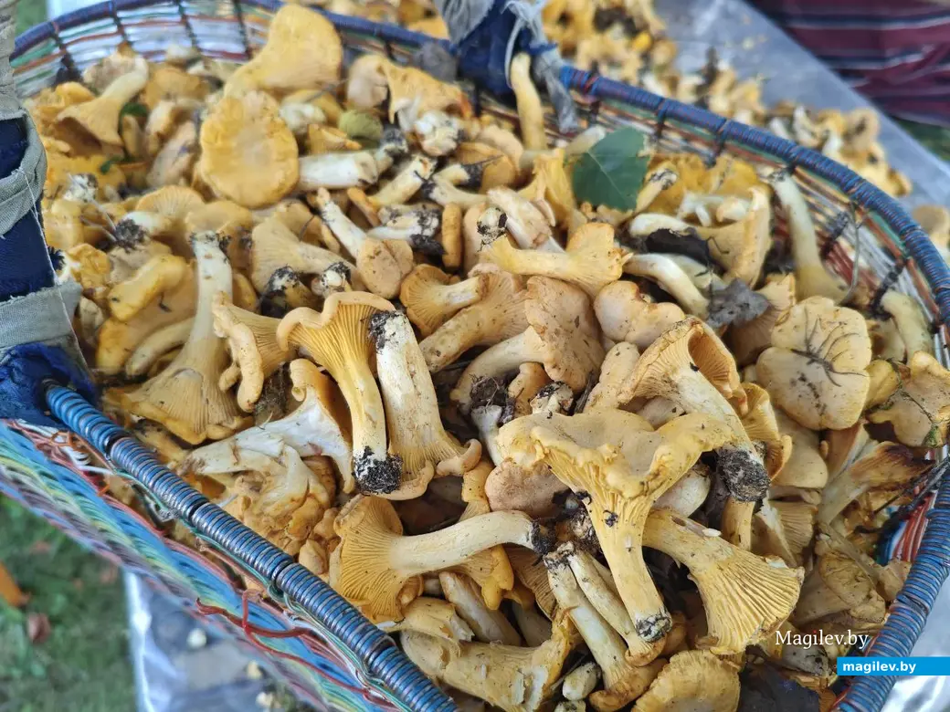 Июль 2025 года. Могилевская область. Грибы.