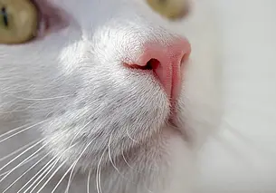 В Могилевской области зарегистрирован случай массового контакта людей с бешеным животным