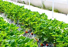 Уход за клубникой после сбора урожая