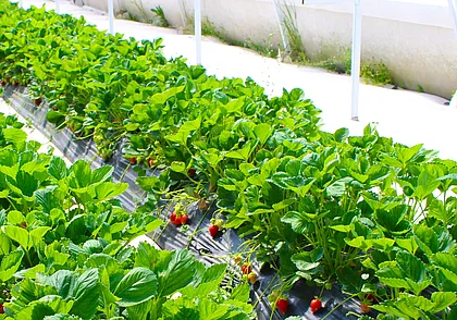 Уход за клубникой после сбора урожая