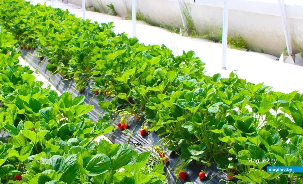 Клубника. Фото Галины Покровской.