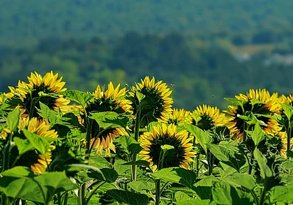 Опять дожди и до 28 градусов тепла: какой будет погода в Могилеве во вторник, 22 июля