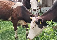 Пенсионерка устроила коровник во дворе многоэтажки под Гомелем