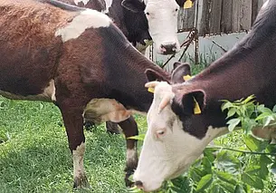 Пенсионерка устроила коровник во дворе многоэтажки под Гомелем