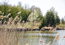 В Беларуси подготовили план действий по борьбе с зарастанием водоемов