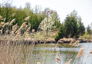 В Беларуси подготовили план действий по борьбе с зарастанием водоемов