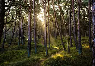 В Костюковичском районе в лесу потерялся пенсионер. Его ищут второй день